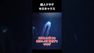 世界一の猛毒クラゲ「キロネックスフレッケリ」short 危険生物 猛毒生物 オーストラリアウンバチクラゲ Chironex fleckeri Australian box jelly [upl. by Aniram800]