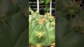 Gymnocalycium Damsii grow some pups and thorns cactus cactaceae gymnocalycium [upl. by Mccutcheon]