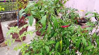 terrace garden mein purple colour ki mirchplant loverviralvideo [upl. by Haag562]