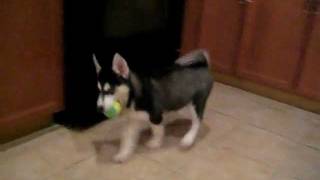 My puppy Husky first day home [upl. by Brigitte]