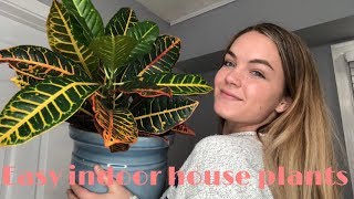 EXTREMELY EASY BEAUTIFUL INDOOR HOUSE PLANTS [upl. by Asta]