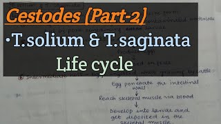 Cestodes Part2  Taenia solium  Taenia saginata  Life cycle [upl. by Blasius]