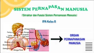 Struktur dan Fungsi Sistem Pernapasan Manusian  Organ Pernapasan Manusia  IPA Kelas 8 [upl. by Chiaki927]