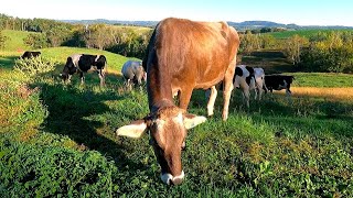 Dairy Farming and Grazing Cows On A Small Family Farm [upl. by Ezmeralda]