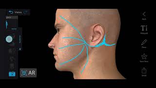 Surface Marking of Facial Nerve  Facial Nerve Anatomy  Course of Facial Nerve [upl. by Nonnahc]