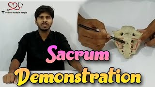 Sacrum Demonstration  Parts Attachment relation [upl. by Beatrix468]