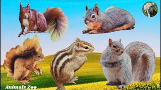 Squirrel sounds and what they meanAnimal sounds  Animals Moments [upl. by Oelak]