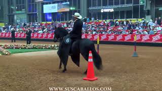 Campeonato Caballos de Paso Fino Colombiano Expointernacional Equina Feria de Flores 2018 [upl. by Egor325]