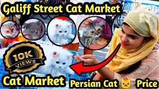 Galiff street pet market Kolkata Recent Persian cat 🐱🐱 Price update Persian Cat Galiff Street [upl. by Baelbeer]