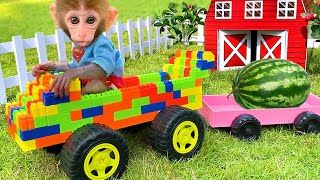 Baby Monkey Bon Bon Broken Truck While Harvesting Fruit and Get Helped By Puppy [upl. by Doralia]