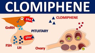 Clomiphene Clomid  Mechanism side effects precautions amp uses [upl. by Swiercz]