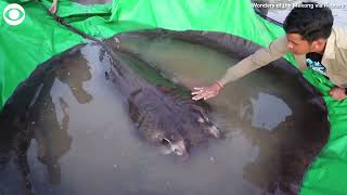 Stingray caught in Cambodias Mekong River is biggest freshwater fish ever recorded [upl. by Towland]