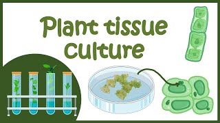 Plant tissue culture overview [upl. by Marelya]