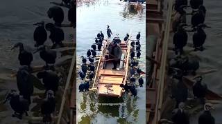 Fishing With Birds In China  Cormorant Fishingshorts [upl. by Brandais206]