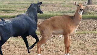 why Nilgai so excited every time nilgaiexcited [upl. by Nickie]