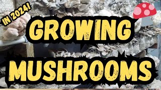 Growing Mushrooms in 2024🍄 Substrate Equipment and Technology mushroom farming mushrooms farm [upl. by Alonso]