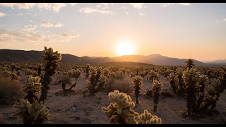 Welcome to 29 Palms California your gateway to Joshua Tree National Park [upl. by Anerul]