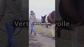 Angst erkennen und abbauen So hilfst du deinem Pferd 🐴💡 horse shortsvideo shortsfeed pferd [upl. by Ramoh24]