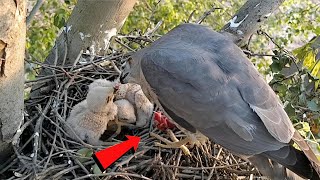 Falcon bird is feeding small piece of meat to babies birdswithme107 [upl. by Aneert]