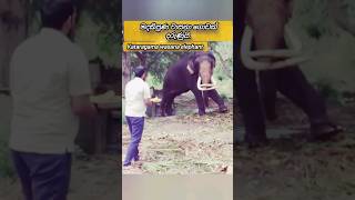 Elephants get angry too  වාසනා දැන් ප්‍රචණ්ඩ වෙලා shortsvideo adventure animalselephant pets [upl. by Fennessy]