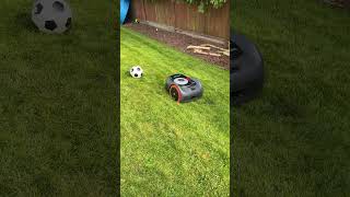 Segway Navimow i110 Obstacle Avoidance using its Vision Fence Camera [upl. by Danby]