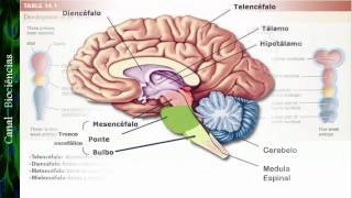 Neurociência Básica  Aula 01  Função e Organização do Sistema Nervoso [upl. by Navi]