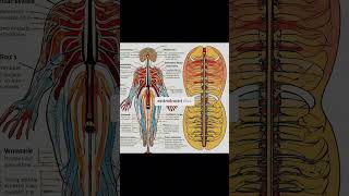 quotLa maladie de parkinson  un défi neurodégénératif du contrôle musculairequot [upl. by Aharon]