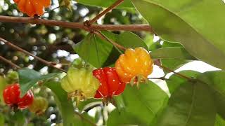 PITANGA EUGENIA UNIFLORA fruit [upl. by Ree]