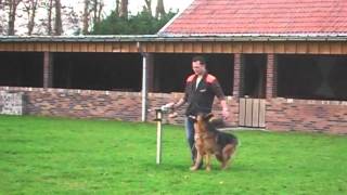 IPO training duitse herder [upl. by Dlnaod]