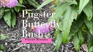 Pugster Butterfly Bush Amethyst Proven Winners and What’s That Hummingbird Moth [upl. by Trub857]