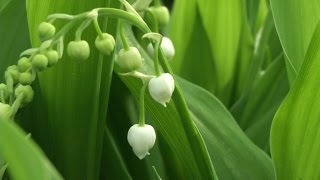 Le muguet un brin en retard cette année à cause de la météo [upl. by Nihi815]