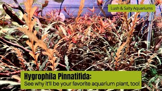 Why this will be your favorite aquarium plant [upl. by Aay]