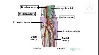 CUBITAL FOSSA ANATOMY NOTES UPPER LIMBIN TAMIL [upl. by Nothsa]