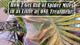 Long Lasting Spider Mite Solution How to Get Rid of Spider Mites [upl. by Katina]