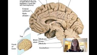 Lecture11 Central Nervous System [upl. by Ytinav760]