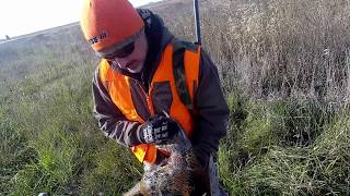 Mossberg SA20 vs wild Pheasant [upl. by Dib]