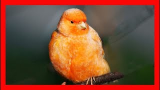 Canario Canto  Canary Bird Song  Canary Bird Call  Canary Bird Sound  Serinus Canaria [upl. by Elmo]