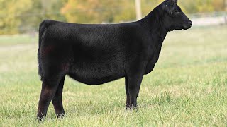 Dameron Angus Lot 20 [upl. by Omero]