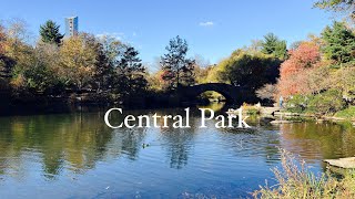 4K  Central Park New York Walking Tour  Central Park Fall Foliage 🍁🍂 [upl. by Ritchie]