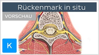 Rückenmark in situ Vorschau  Anatomie des Menschen  Kenhub [upl. by Airdni811]