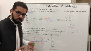 Metabolism of Glutamine [upl. by Sellma345]