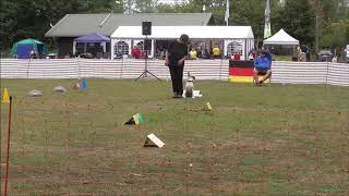 Rally Obedience SV RO Deutsche Meisterschaft in Teublitz Klasse 2 mit Cleo [upl. by Pool]