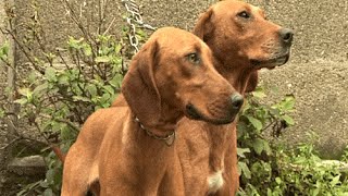 Serbian Hound Srpski Gonič [upl. by Amelina]