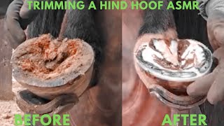 Trimming Horse Hooves Tutorial [upl. by Schreib]