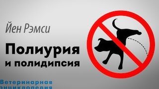 Полиурия и полидипсия Polyuria  Polydipsia [upl. by Adnahcir]