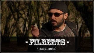 Filberts Hazelnuts Are Nuts [upl. by Purpura]