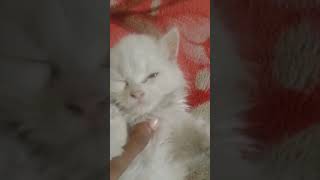 Biliya Biliya Akha 💗💖💓❤ Sweety is lying down 🧡💛💚💙kitten catlover subcribemychannel cat sadiatv [upl. by Aruasi870]