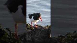 Oystercatcher birds birdwatching wildlife nature [upl. by Sadoff]