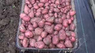 From The Allotment Shed  Planting 03 PotatoesPt 2 [upl. by Eniwtna]