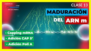 🟢 CLASE 13 MADURACIÓN del ARN mensajero Casquete ARN m Colas poli A 🧬 BIOLOGÍA MOLECULAR [upl. by Emalee288]